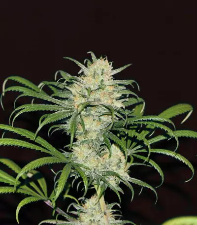 Blue Dream CBD strain