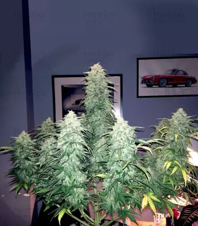 Semi femminizzati Chemdogging Auto