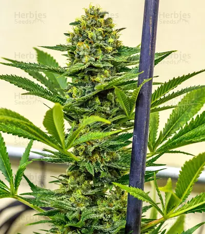 Cinderella XX (Brothers Grimm Seeds)
