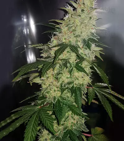 Diesel Auto Seeds