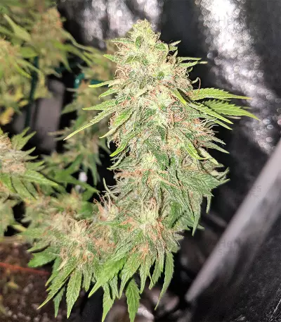 G Force feminized seeds