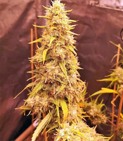 Golden Tiger Regular seeds