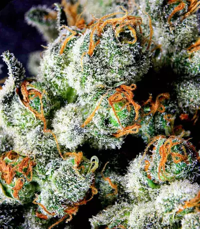Grape Inferno Seeds