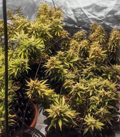 Green Gelato Automatic feminizada (RQS)