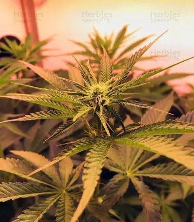 Graines de cannabis Hawaiian Snow x Wedding Cake x Gelato 33 (GHS)