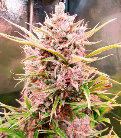 Hijack Auto (Auto Seeds)