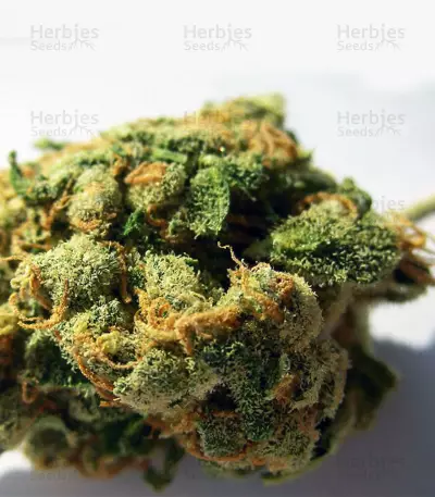 Jack Herer Seeds (Kera Seeds)