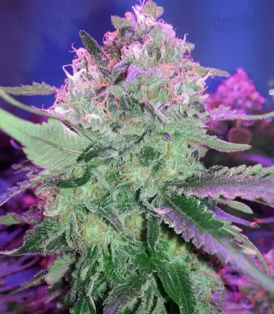 Kritikal Bilbo x AK47 Seeds