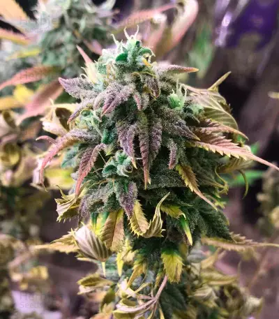 Laughing Buddha feminized seeds