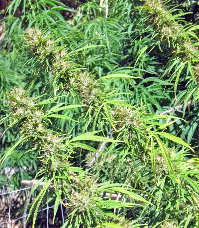 Malawi Breeders Pack feminized seeds