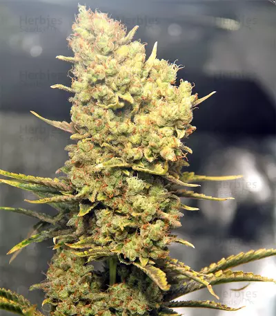 Semi femminizzati Northern Light X Skunk (G13 Labs)