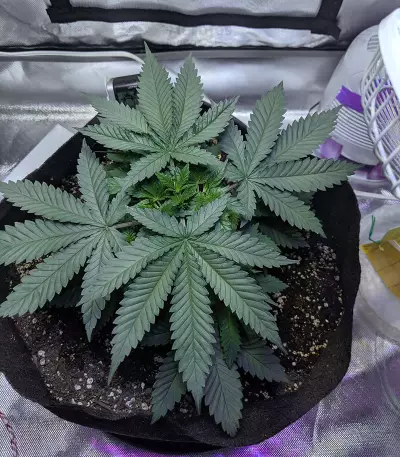 Outdoor Hurricane Seeds