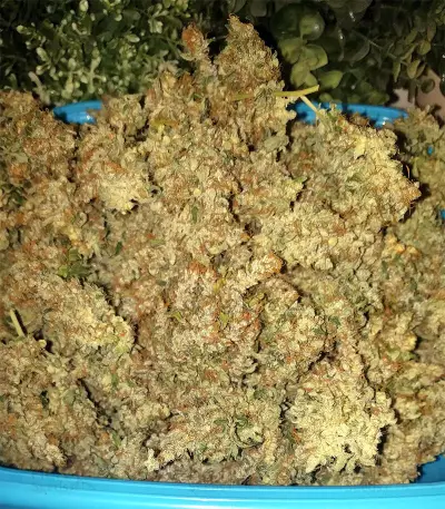 Super Skunk Seeds (Seedstockers)