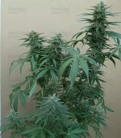 Tikal Seeds - Cannabis Strain Seeds for Sale