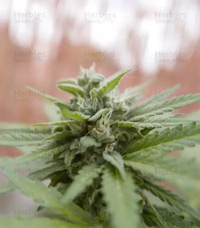 Semi femminizzati Wedding Cheesecake Auto
