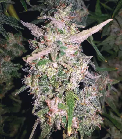 White Crystal Meth Auto