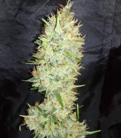 White Label Jack Herer Regular (White Label)