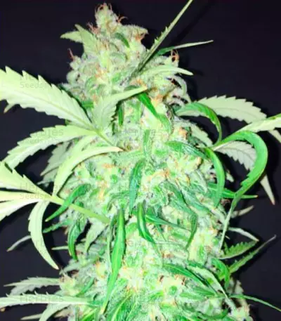 Graines de cannabis AK Full Auto (Sumo Seeds)