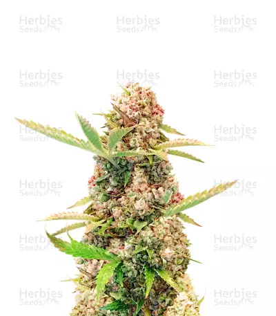 Amnesia Kush Auto Feminized Seeds (Herbies Seeds USA)