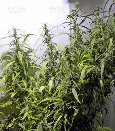 Arjan's Ultra Haze #1 Seeds