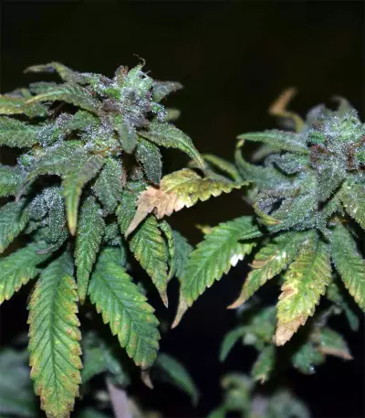 Blue Sherbet S1 strain