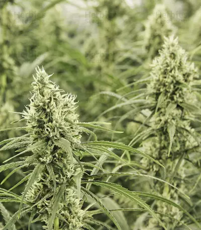 Golden Haze Seeds