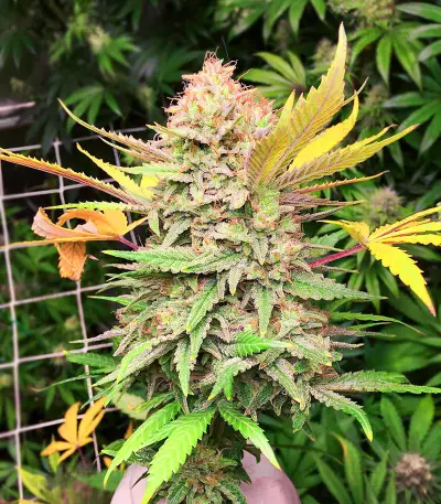 Sementes Feminizadas de Grandaddy Banner (AlphaFem Seeds)