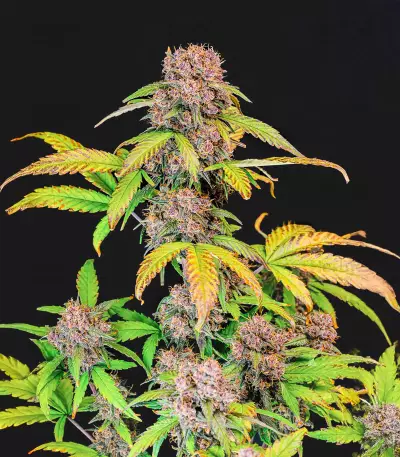 Lemon Cherry Cookies Auto เมล็ดพันธุ์สตรี (Fast Buds)