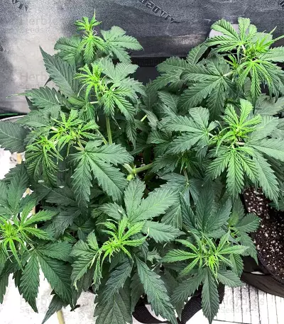 Northern Lights x Big Bud Auto (Expert Seeds)