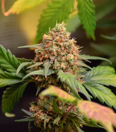 Orange Apricot Glue XL Auto Feminized Seeds (Sweet Seeds)