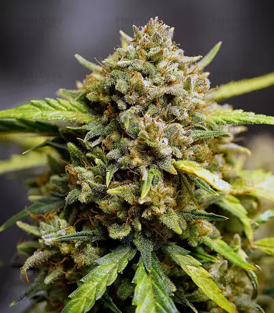 Original Auto Northern Lights (Fast Buds)