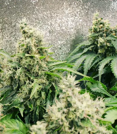 Purple Haze 1 feminized seeds