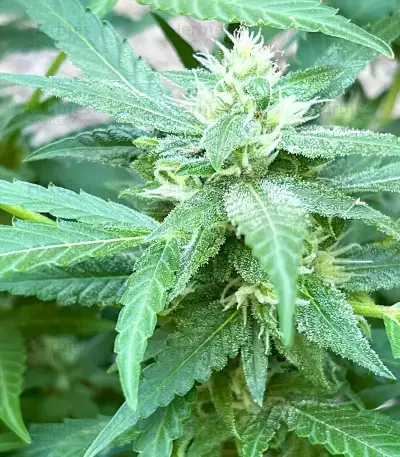 Afghan Kush Early Harvest Seeds