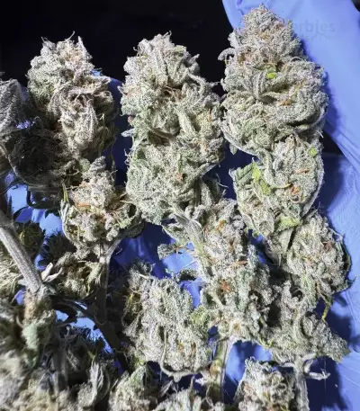 Banana Punch (Barney's Farm)