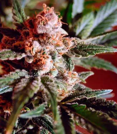 Belladonna feminized seeds