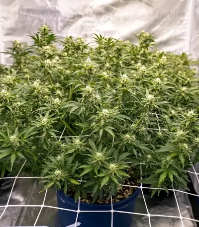 Bruce Banner Fast Seeds