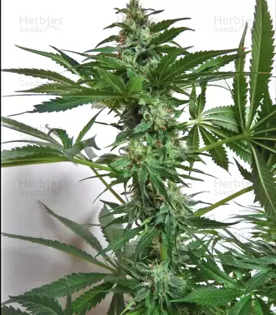 China Yunnan (Ace Seeds)