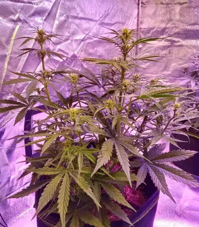 Semi femminizzati Cristal Paradise