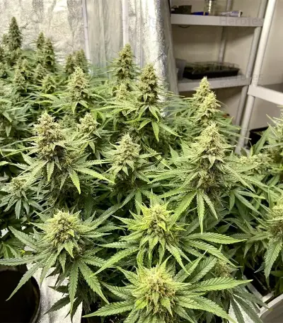 Crop Doctor CBD feminized seeds