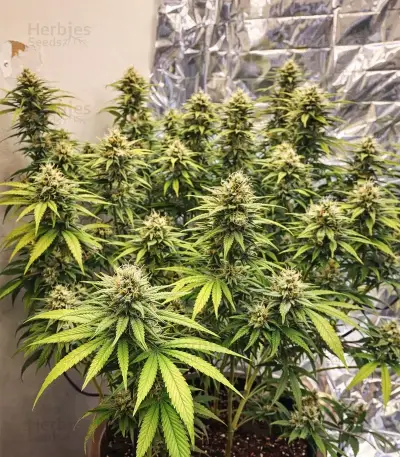 Dark Phoenix Seeds
