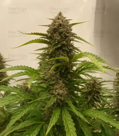 Gelato Fast Seeds