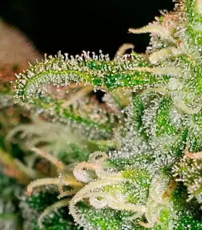 Girl Scout Cookies feminized seeds (Garden of Green)