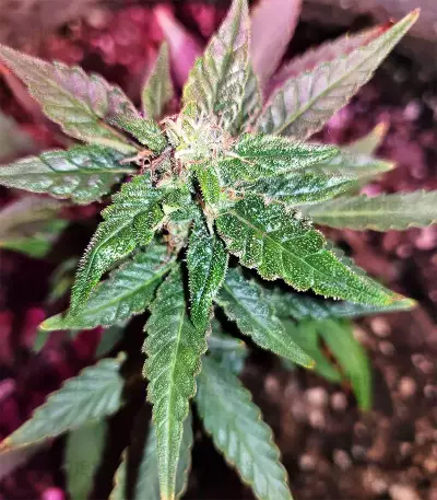 Gorilla Auto (GG#4 Original Glue Auto) (Expert Seeds)
