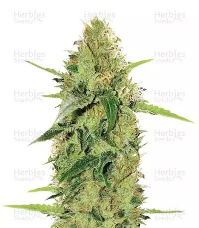 Semi femminizzati di Gorilla Auto (GG#4 Original Glue Auto)