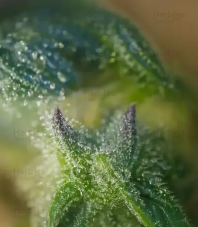 Semi Femminizzati Gorilla Cookies Auto (Big Head Seeds)