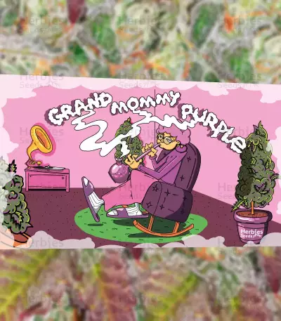 Graines féminisées de Grandmommy Purple (Herbies Seeds)