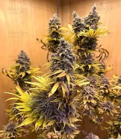 Ice Cream Seeds