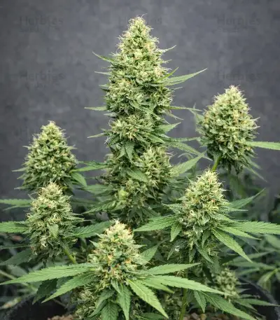 King's Juice Auto Seeds