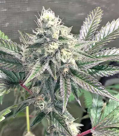 Larry OG Kush Seeds