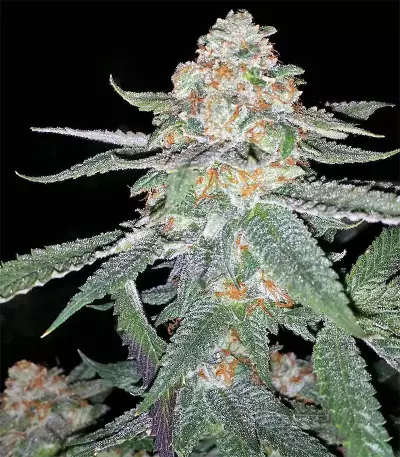 Larry OG Kush Seeds